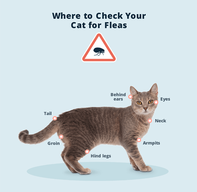 How To Keep Fleas Off Your Dog In Florida