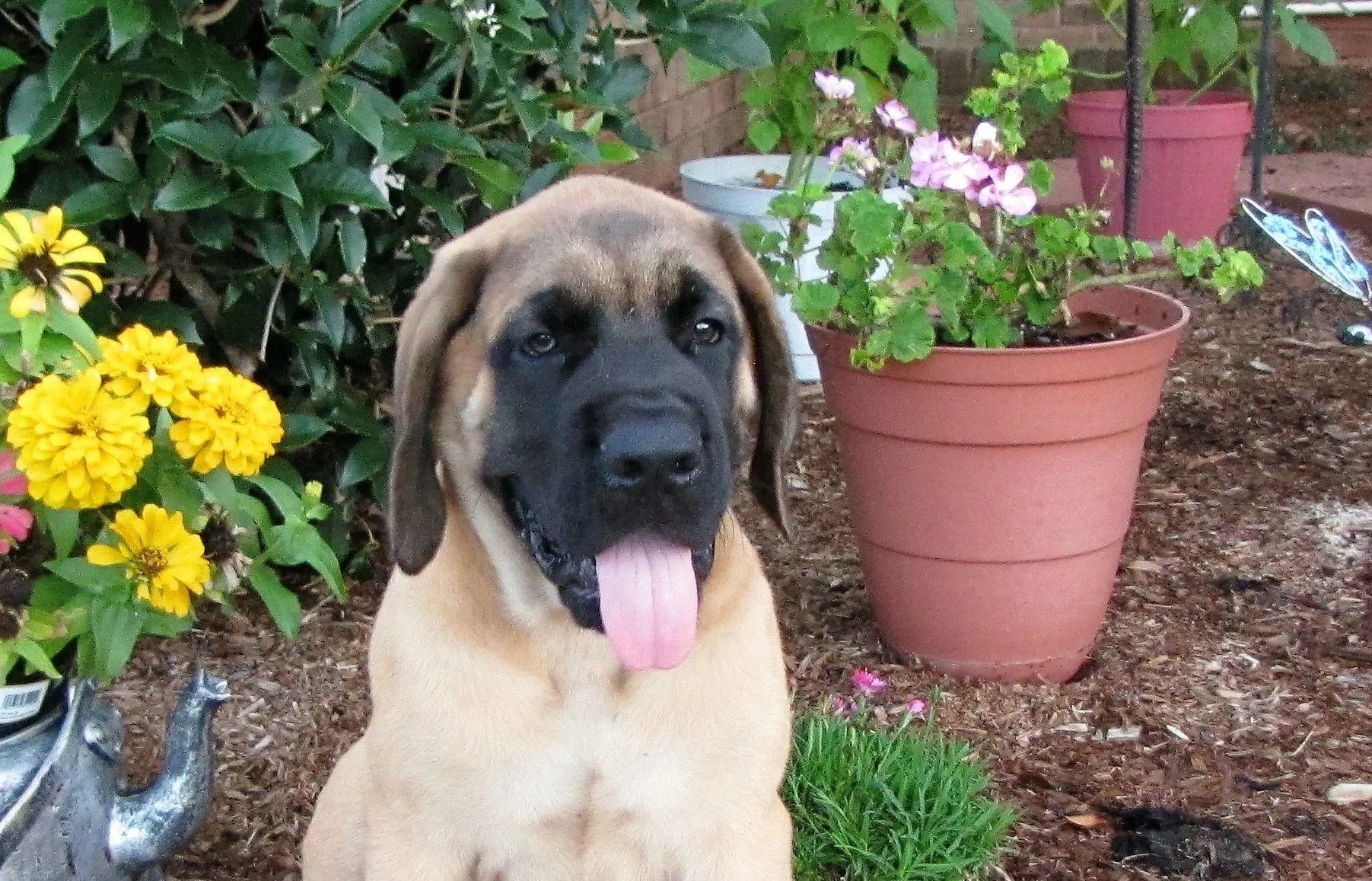 Mr Pine Meadow Mastiffs & Retrievers