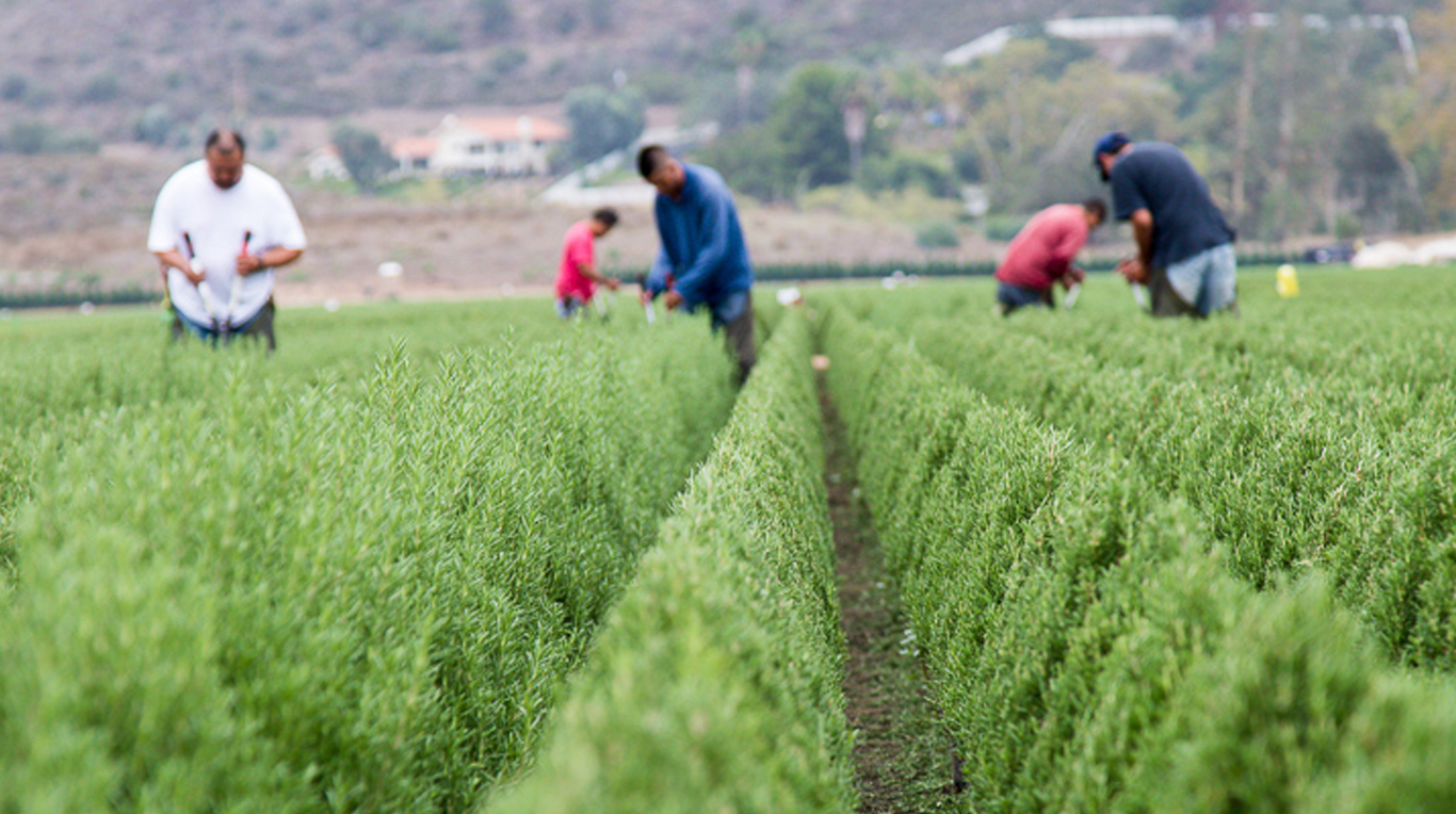 The Pinery The Pinery