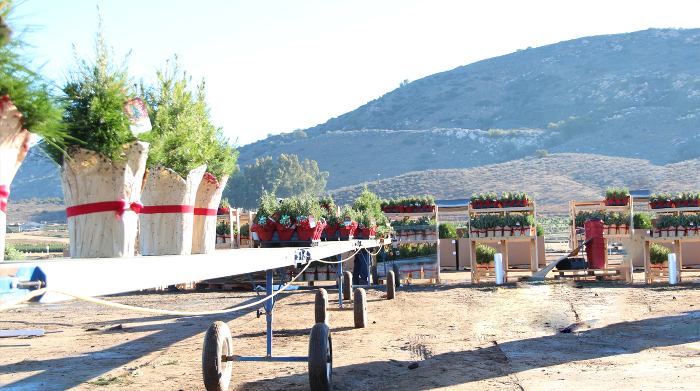 The Pinery The Pinery