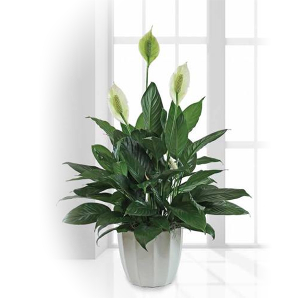 Serenity Peace Lily Funerals Cremation Memorials PrePlanning