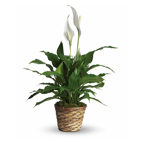 Peace Lily Planter Funerals Cremation Memorials PrePlanning