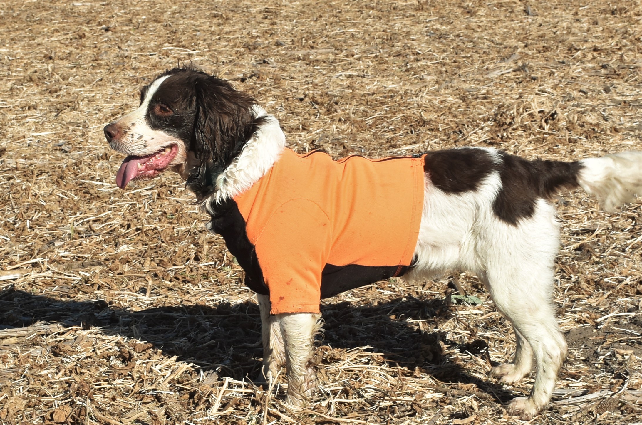 Resources Pine Shadows Hunting Dog Training Daybreak Hunting