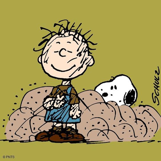 Pig Pen pinewoodcavapoos