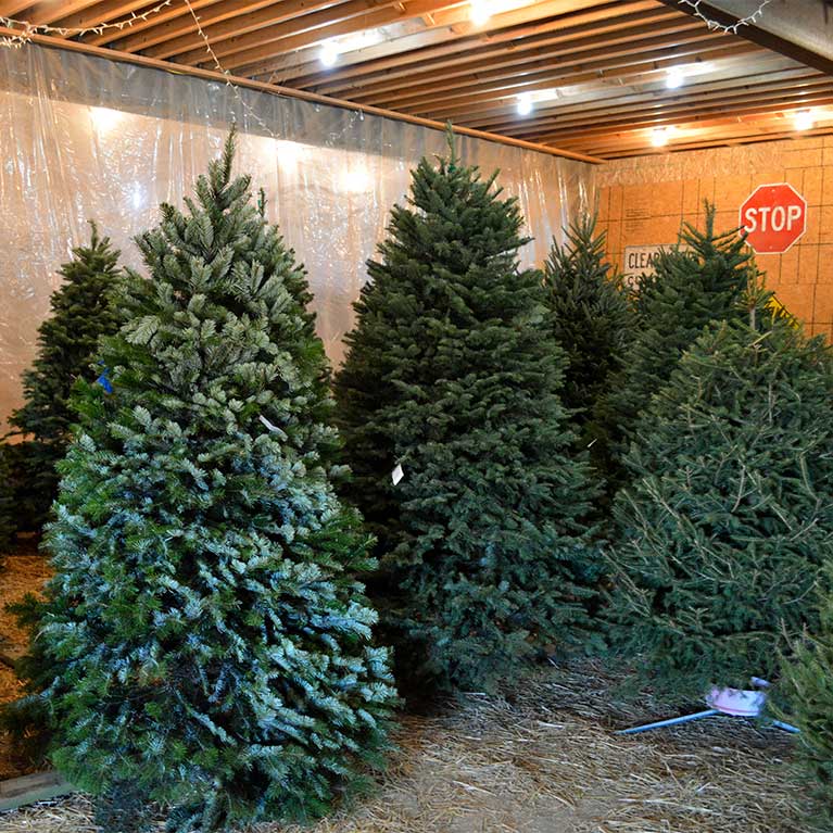Christmas Trees Piney Acres Farm