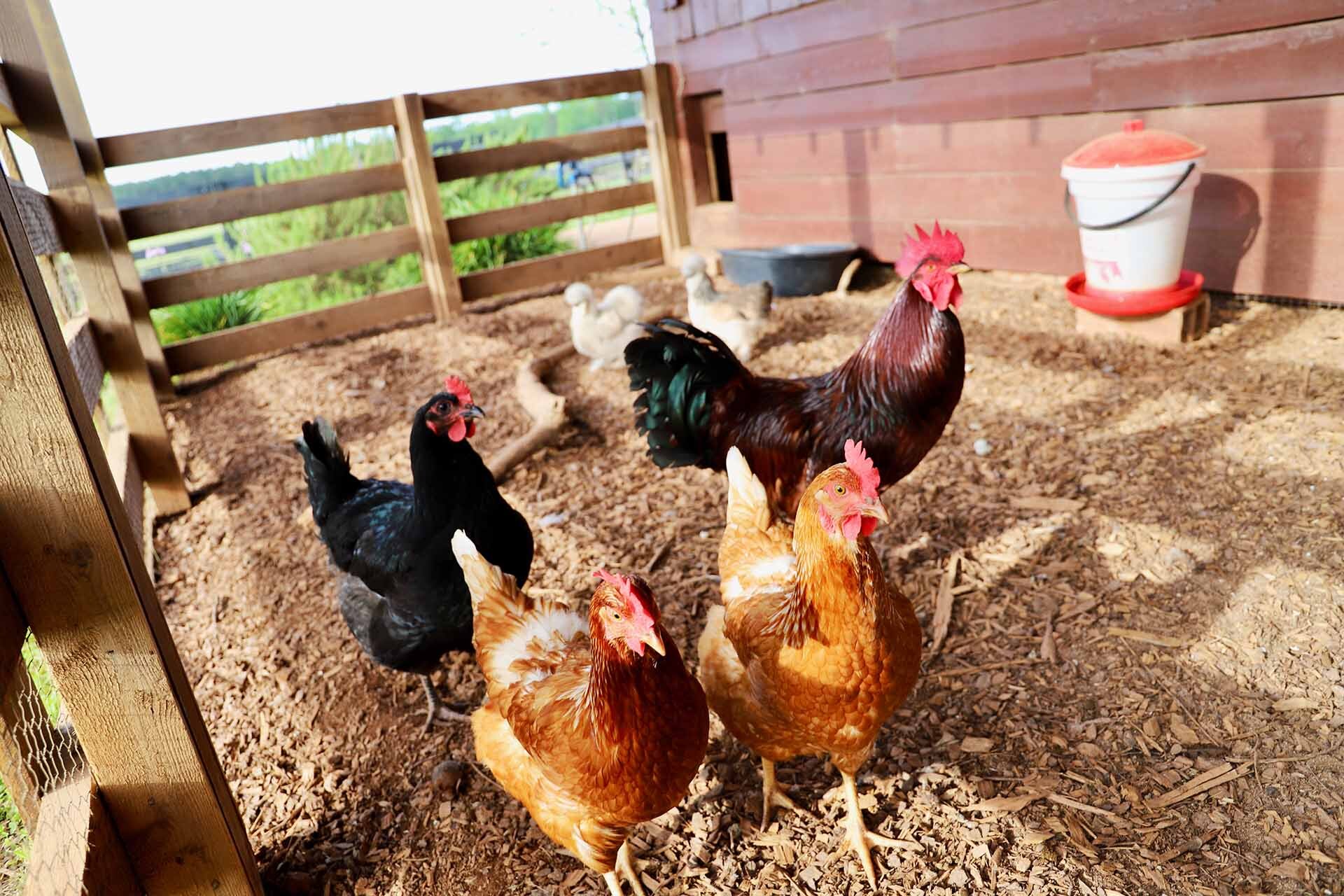 Partners Piney Woods Farm LaGrange