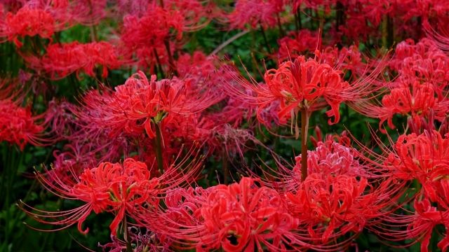 リコリスの花言葉｜意味や由来は？花の特徴とは？｜🍀Greensnap（グリーンスナップ） 日本人の心に染みる、ヒガンバナ（リコリス、彼岸花） | Let's Green Life