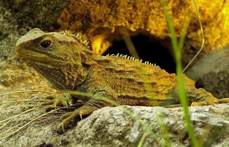 La créature unique est le reptile le plus inhabituel qui vit dans le