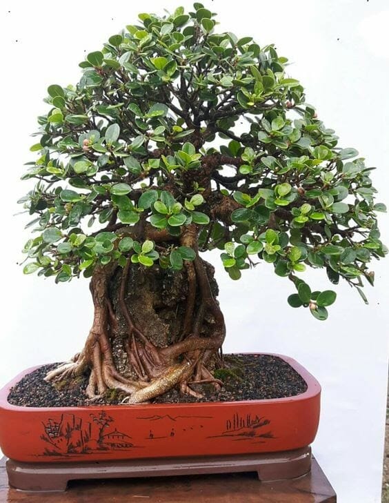 Tahukah Kamu Ini Dia Bonsai Beringin Termahal? - Pinhome