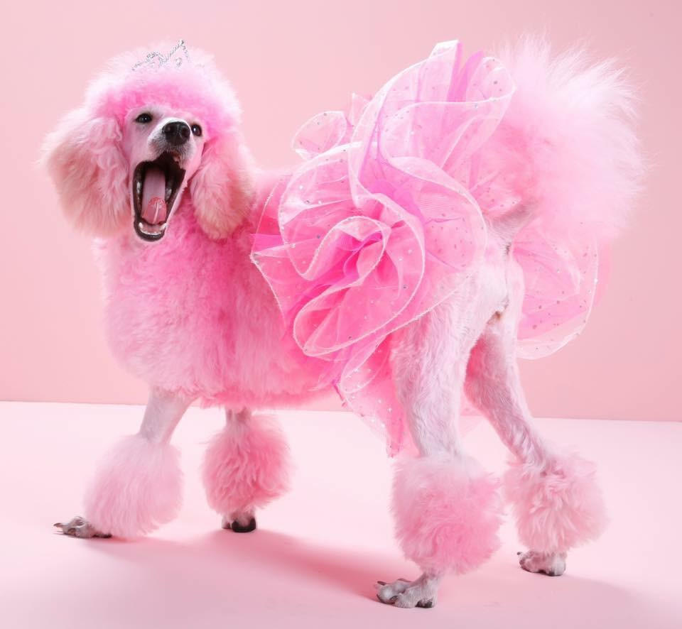 About Pink Poodle Venice