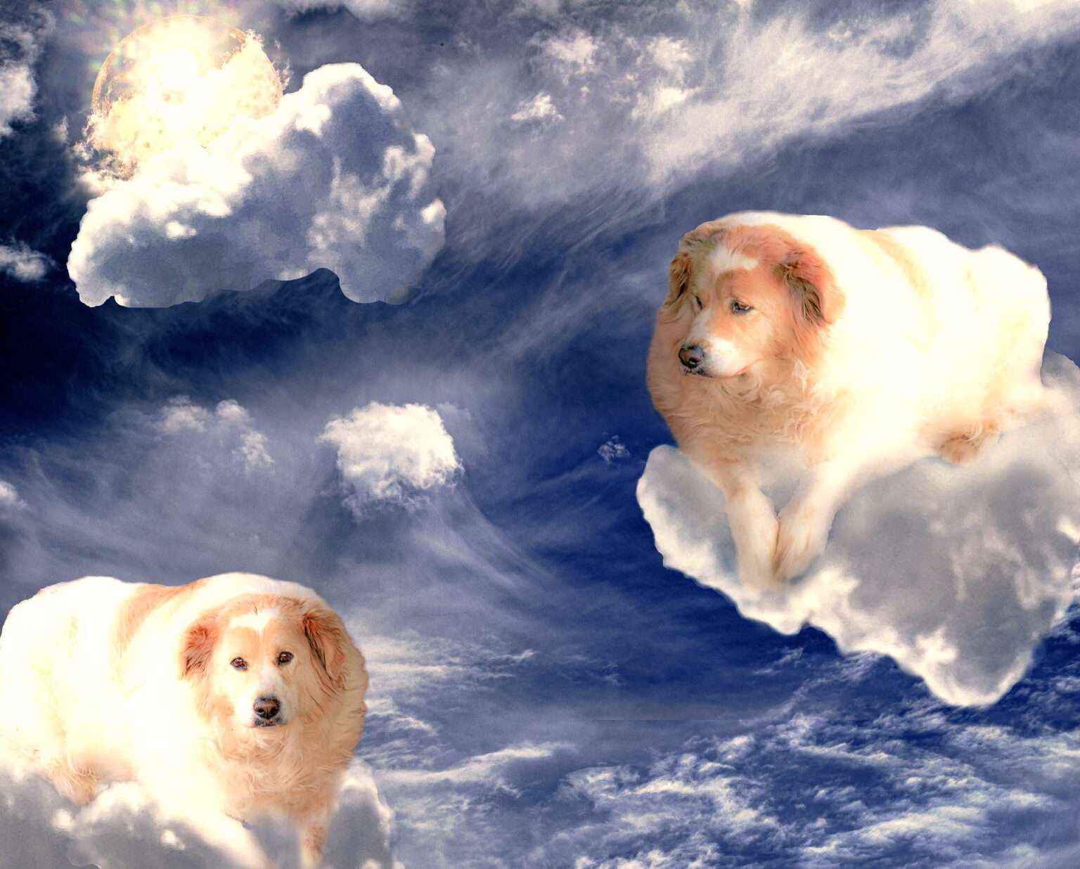 Dogs in Heaven Pink Space Gallery
