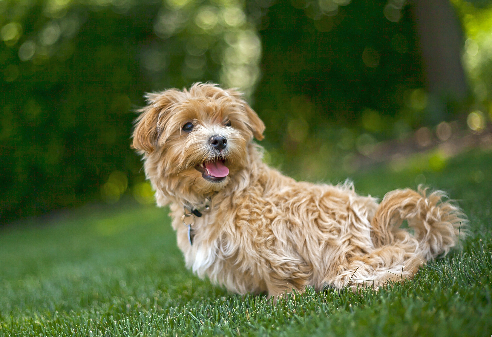 Pet Waste Service Pinky's Pooper Scoopers Residential Rates