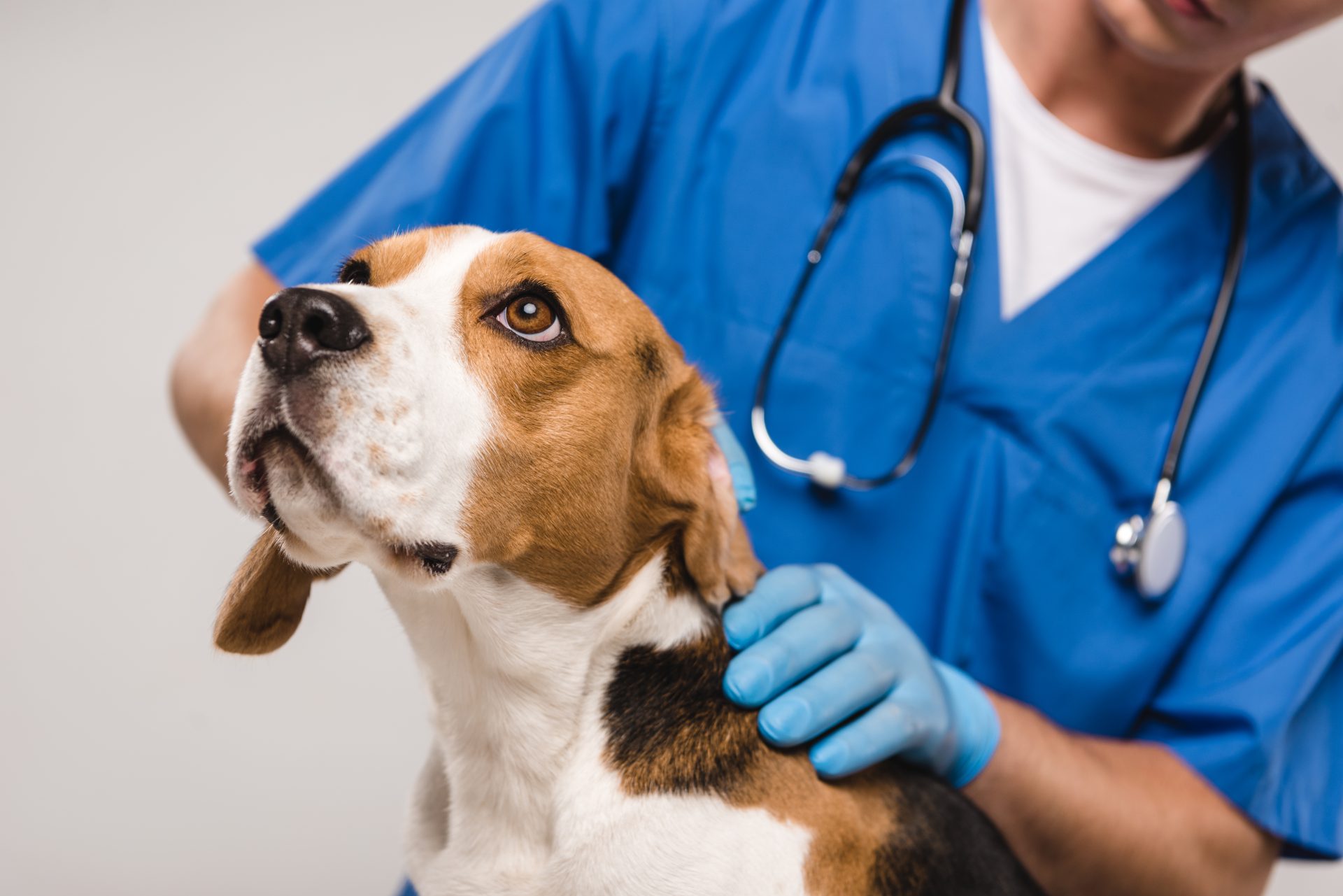 Why OFA Certifications Are So Important for Your Dog Pinnacle Pet