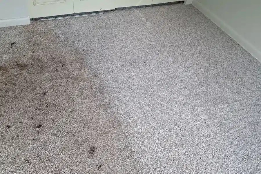 The Visible Transformation of Professional Carpet Cleaning Pinnacle
