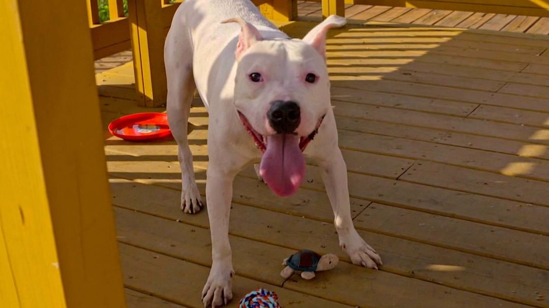 What Determines The Color Of A Dog