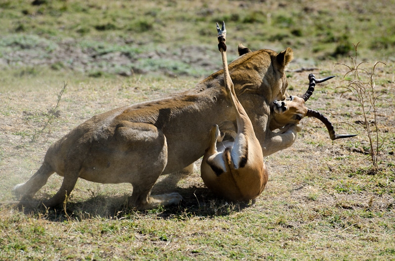 African Lion Facts The SubSaharan Big Cats PinStorus
