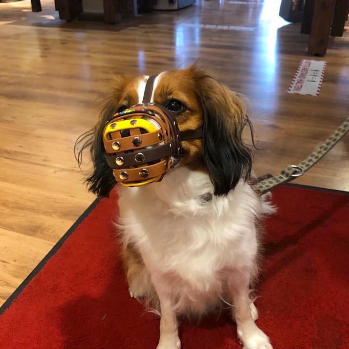 Should dogs wear muzzles and how to choose the right one? PINTAR DOG