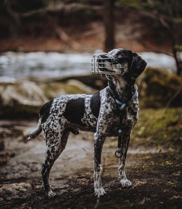 Should dogs wear muzzles and how to choose the right one? PINTAR DOG