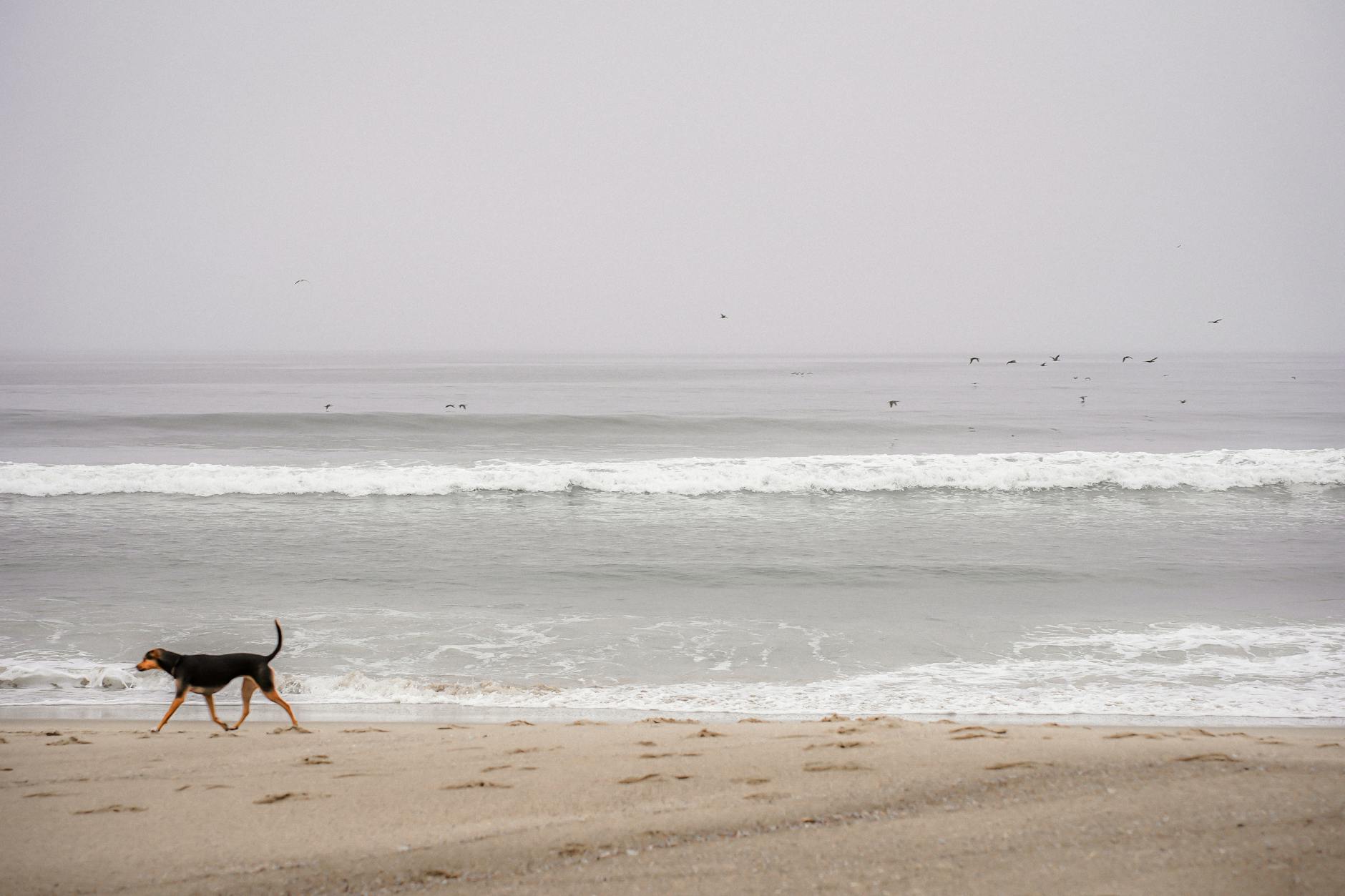 dog walking along ocean shore in california usa