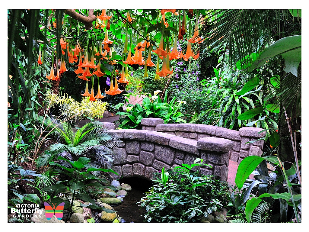 Butterfly Gardens 6 pint size pilot