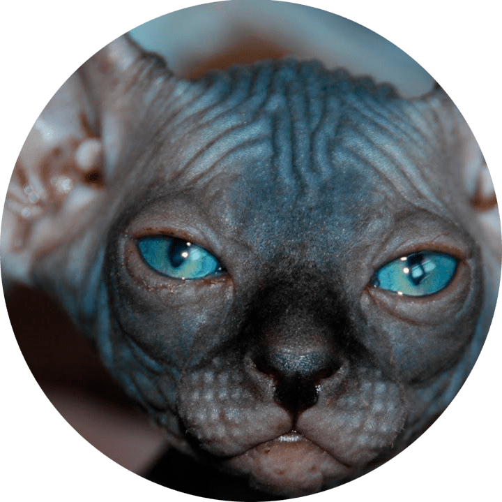 Sphynx Care PinUpCats