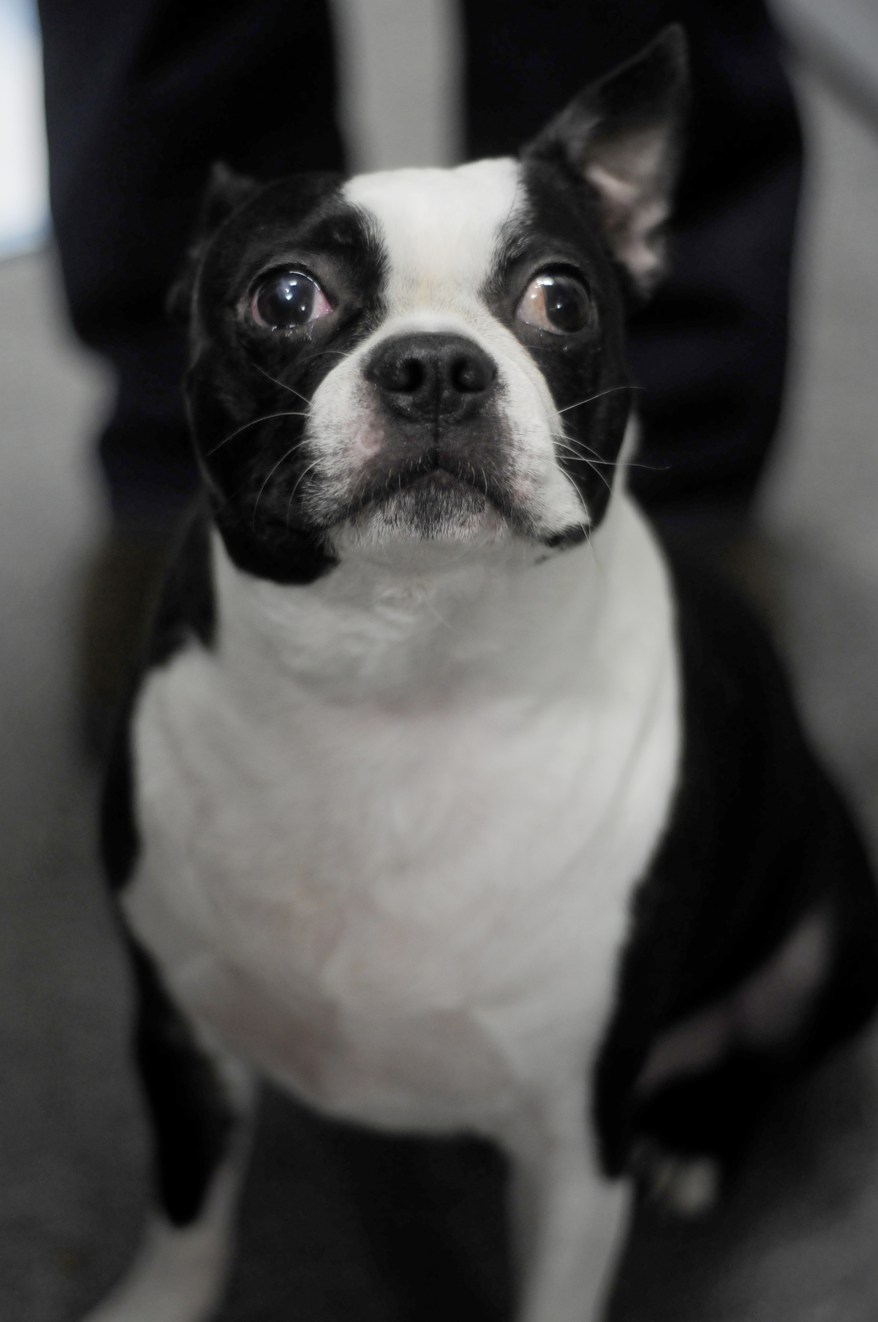 +35 Best Boston Terrier Breeders Ontario