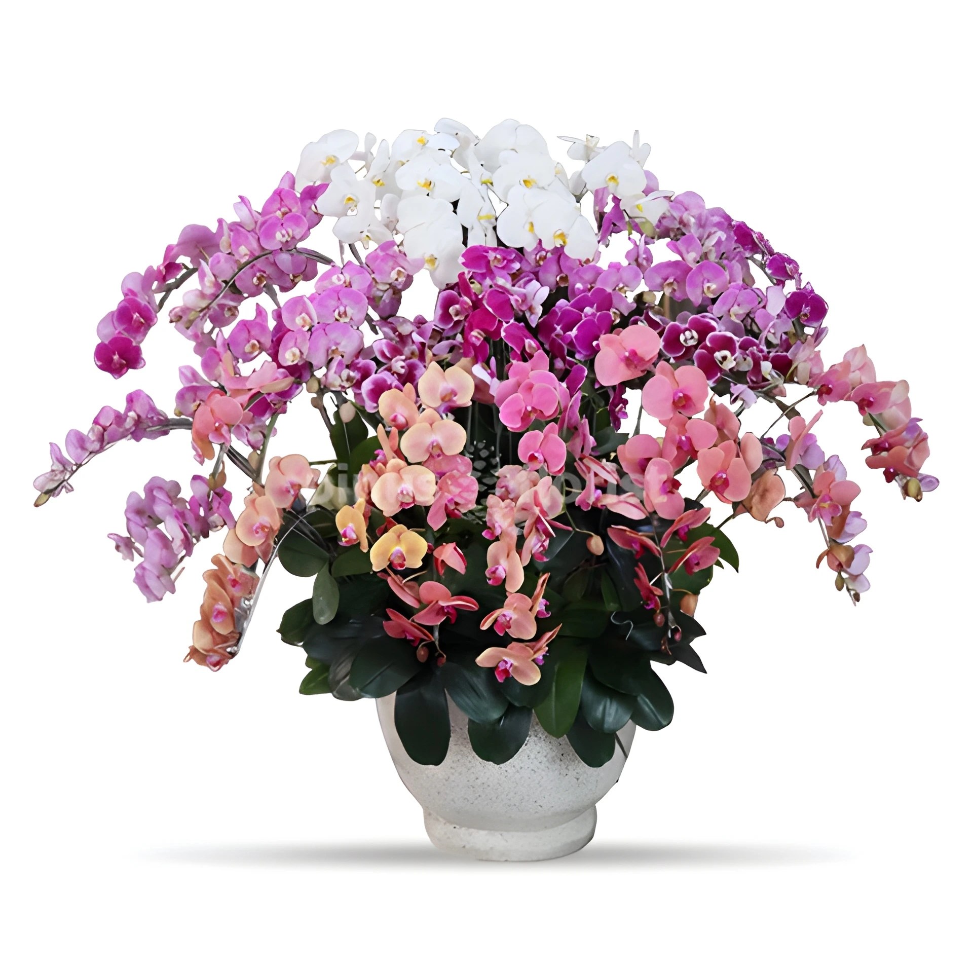 Harmony Orchids Pinus Florist