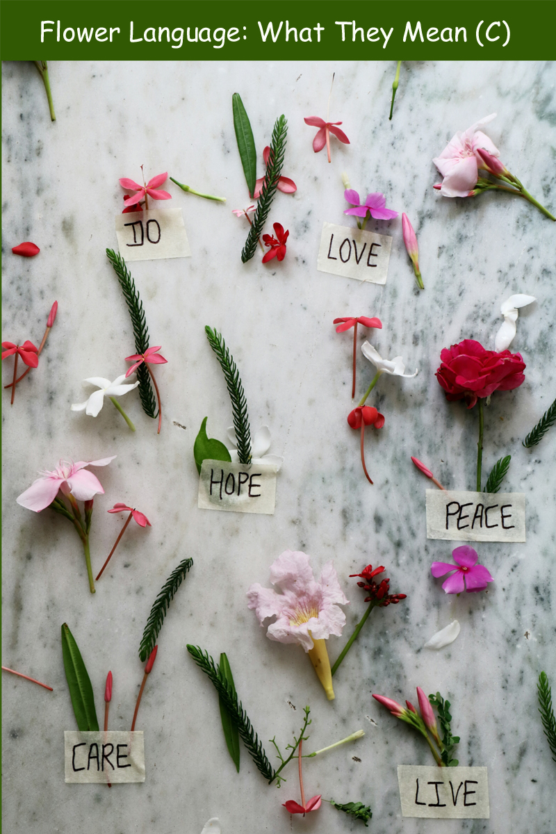 The Language of Flowers What They Mean (C) Pioneer Thinking