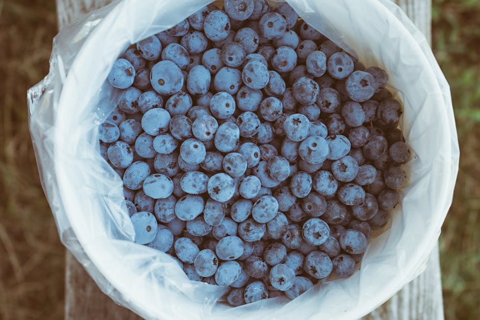 How to Start a Blueberry Farm