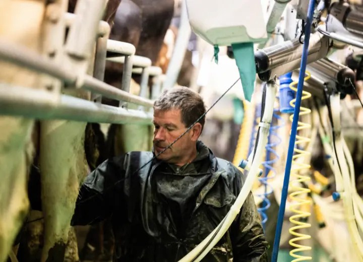 Hollis Mead Dairy, Organic Grass Fed Whole Milk Pipers Farm