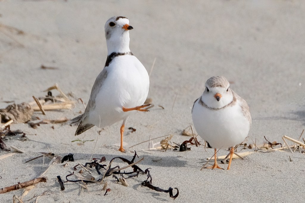 About Piping Plovers The Piping Plover Project