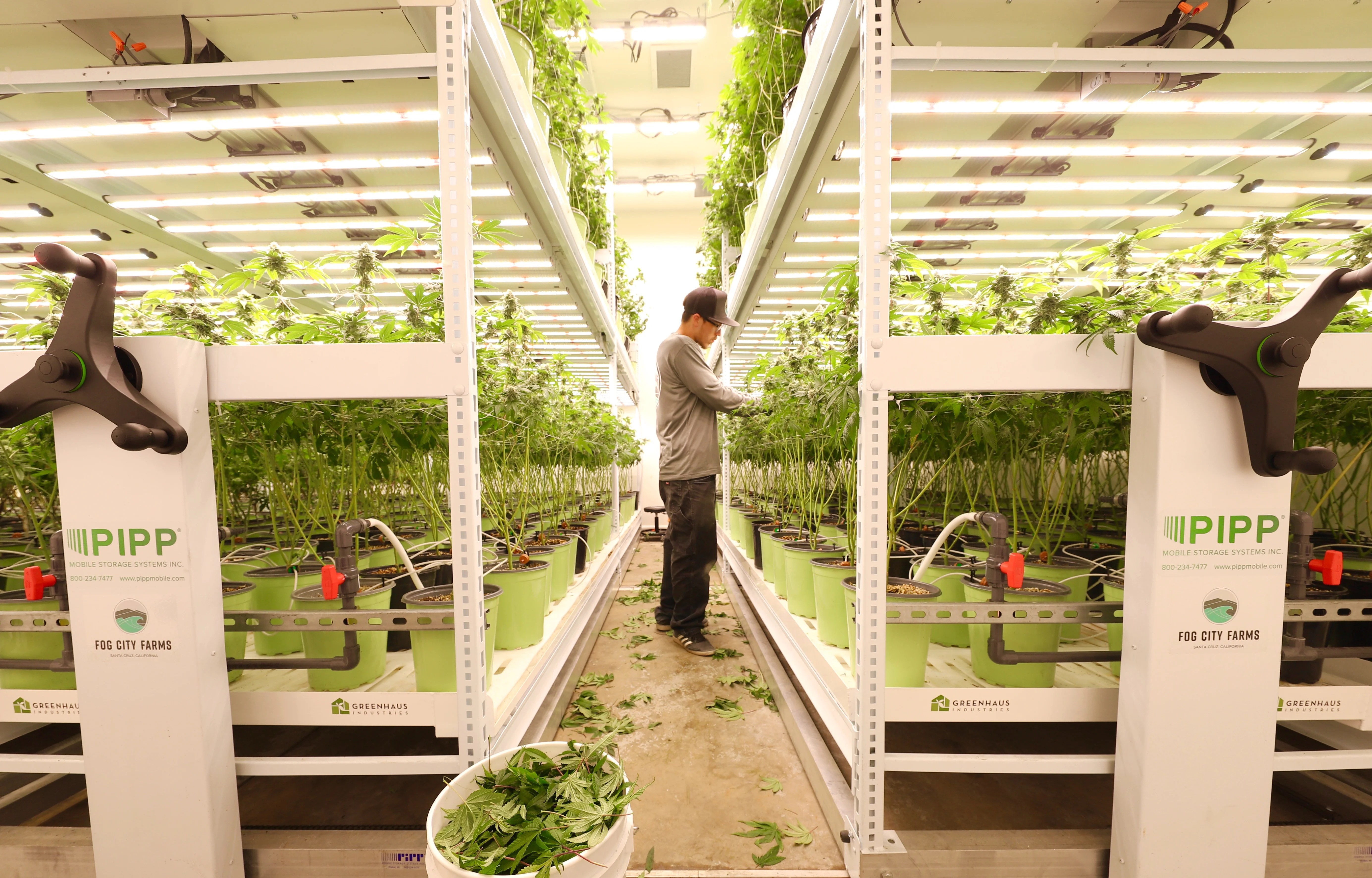 Mobile Vertical Cannabis Rack System Pipp Horticulture