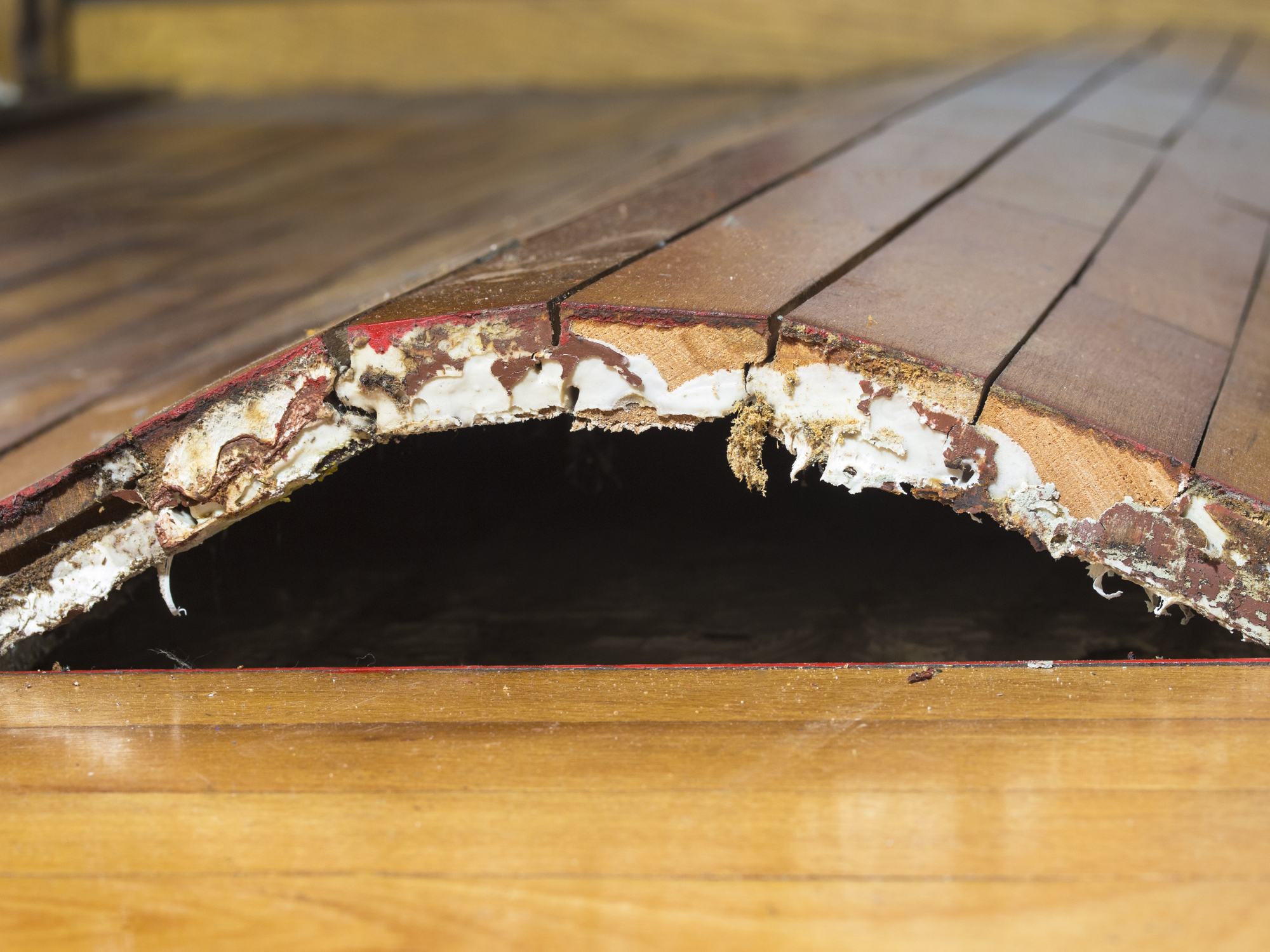 Hardwood Floor Cupping And Crowning Carpet Vidalondon