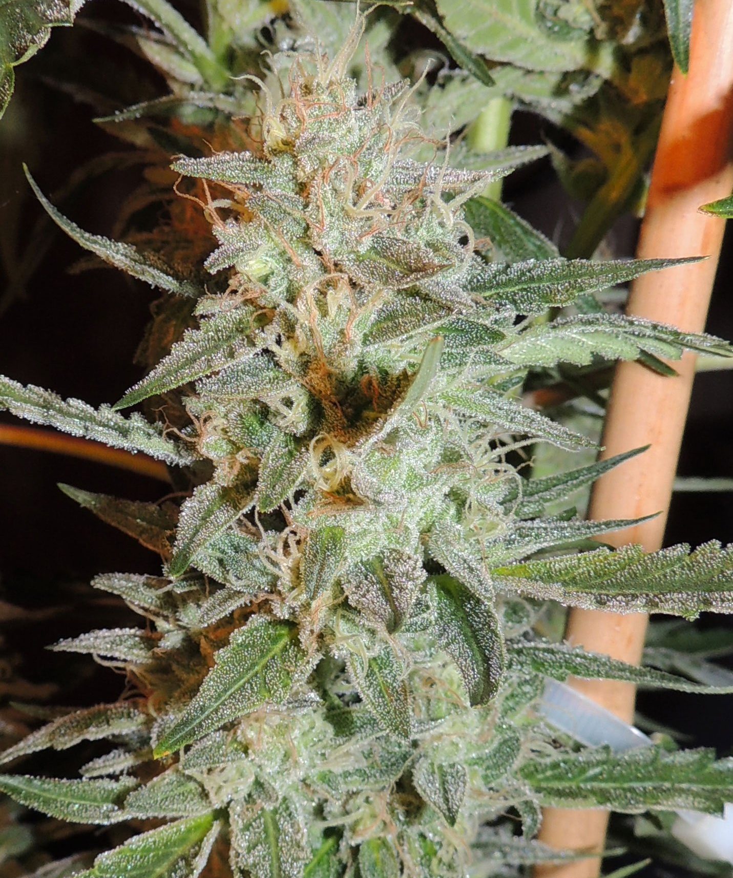 ODB (Old Dirty Biker) aka Cheesy Rider Regular Seeds Pips Seedbank