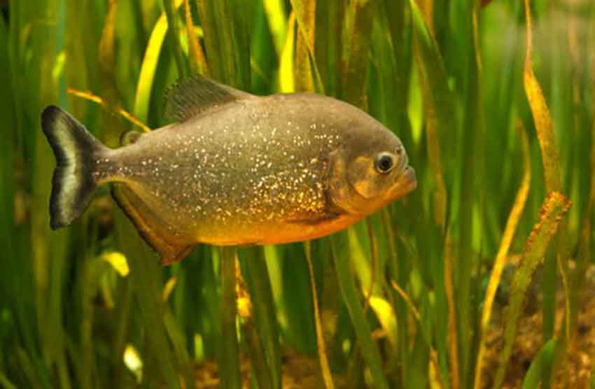 Are Piranhas Mammals? Piranha Guide