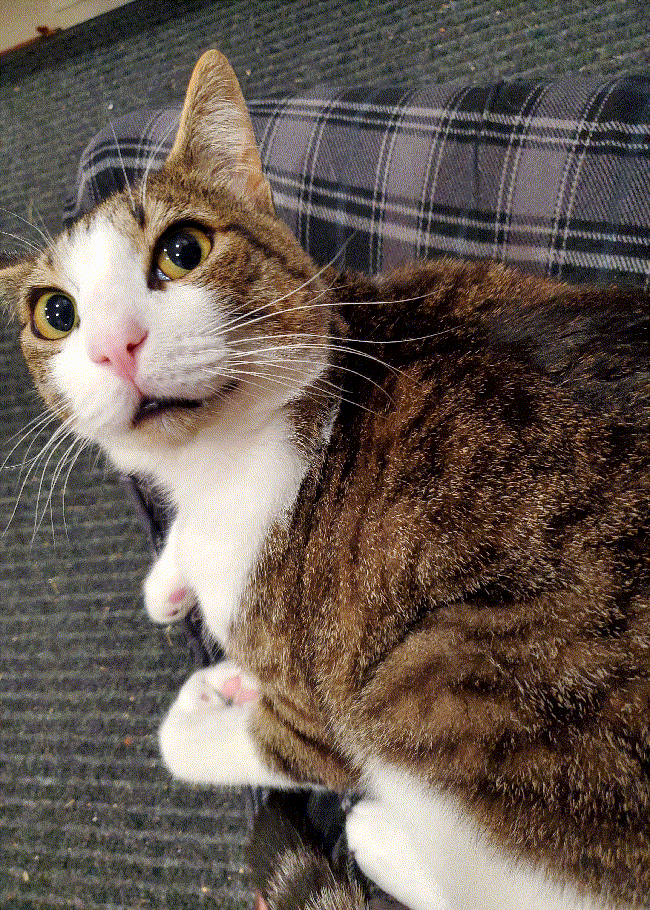 Meatball Pirate Software Wiki