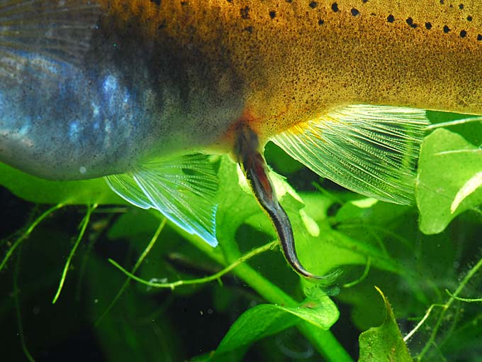 ベロネソックス・ ベリザヌス 株式会社ピーシーズ