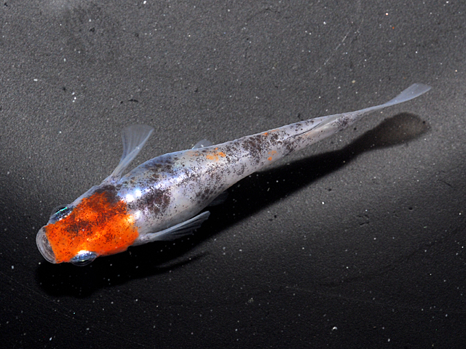 メダカ／雲州三色 1ペア（オス1匹・メス1匹）／繁殖セット :Me-Pr0143:金魚屋しみず Yahoo!店 - 通販 - Yahoo!ショッピング 雲州めだかの“雲州三色”の素晴らしさ | 株式会社ピーシーズ