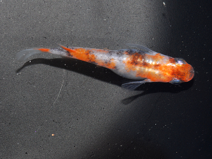 メダカ／雲州三色 1ペア（オス1匹・メス1匹）／繁殖セット :Me-Pr0143:金魚屋しみず Yahoo!店 - 通販 - Yahoo!ショッピング 雲州めだかの“雲州三色”の素晴らしさ | 株式会社ピーシーズ