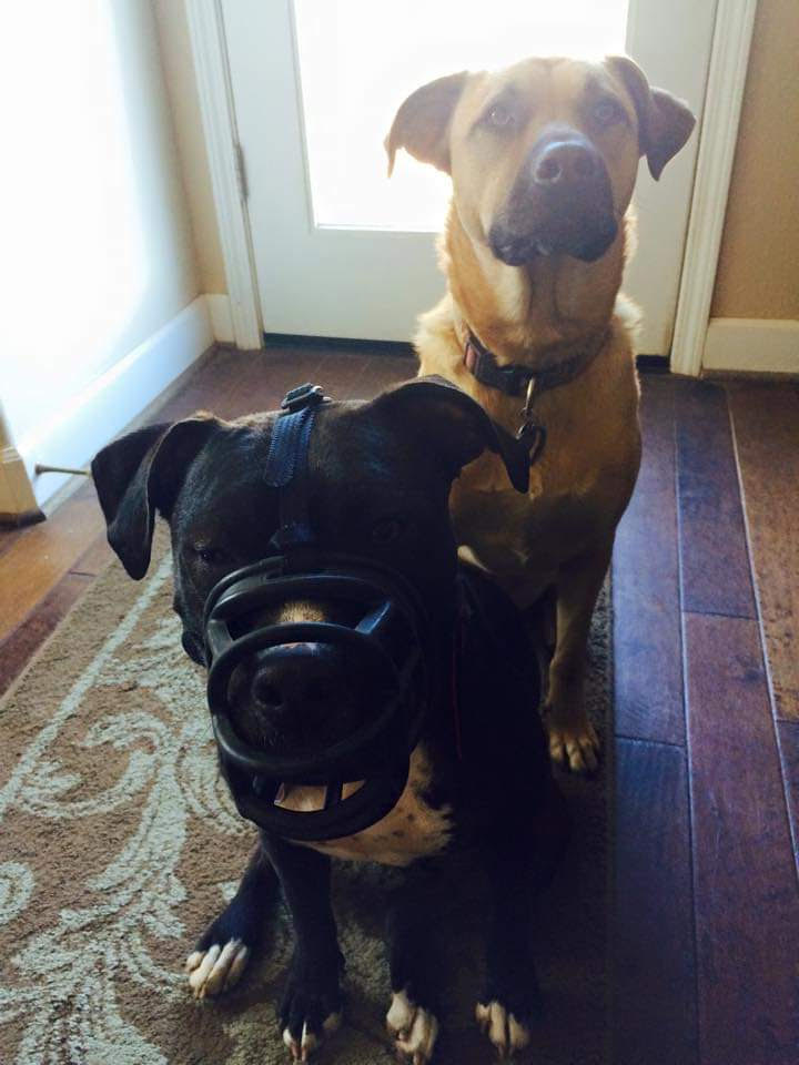Using a Basket Muzzle at the Vet Pismo Beach Veterinary Clinic