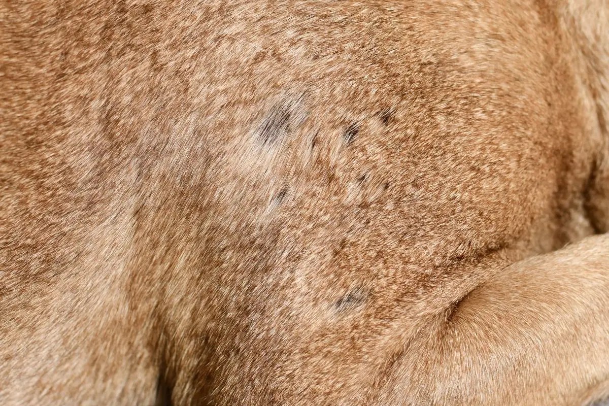 Why Is My Pitbull Losing His Hair