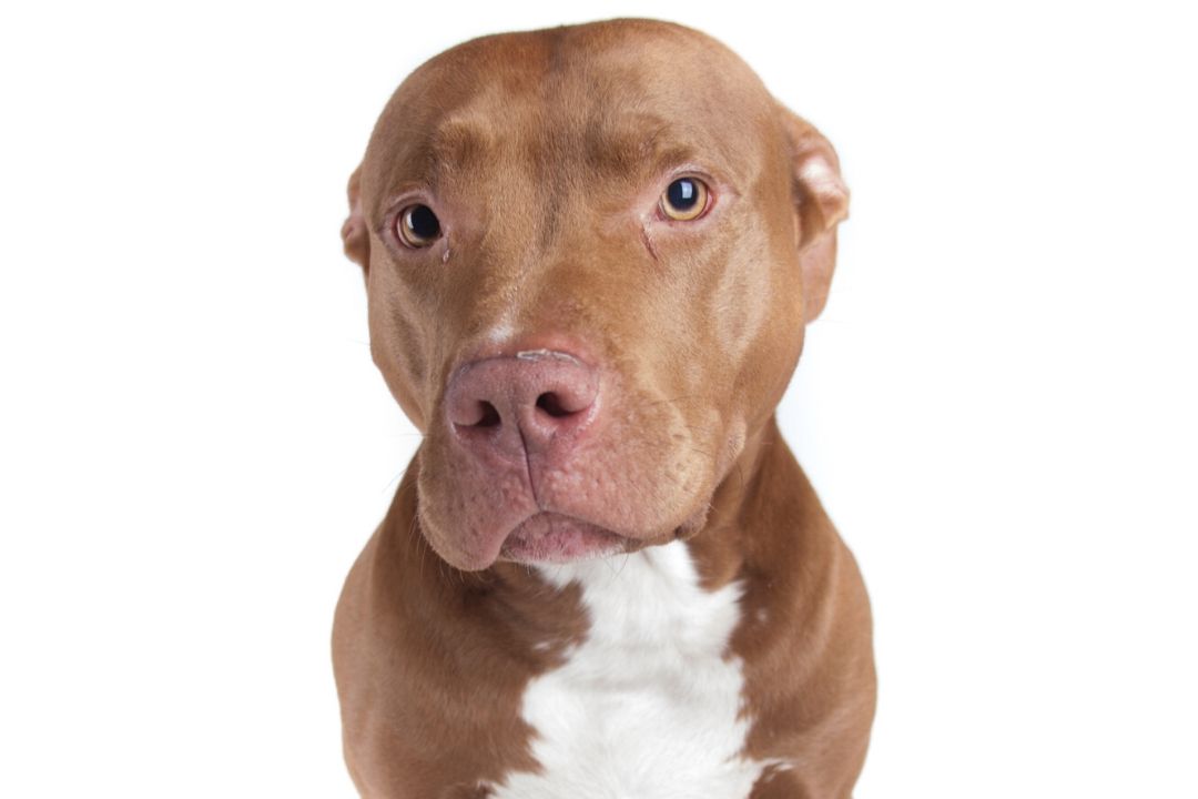 Are PitBulls A Naturally Mean and Aggressive Breed