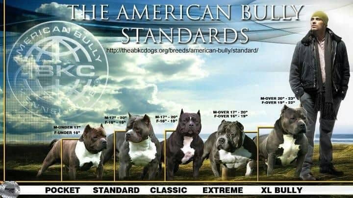 Pitbull vs. American Bully 4 Key Differences