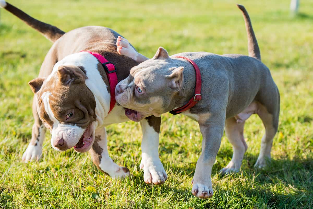 5 Reasons Why Your American Bully Keeps Biting