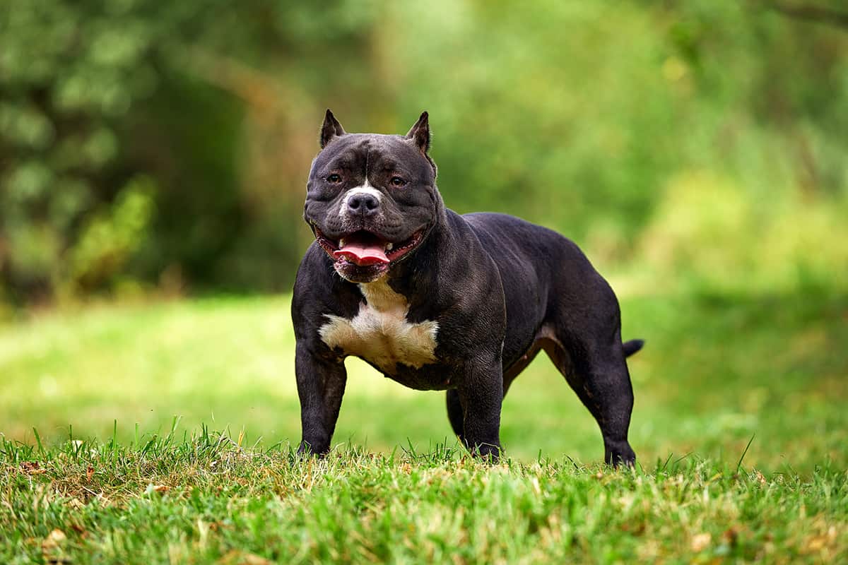 When Do American Bully Drop Their Testicles