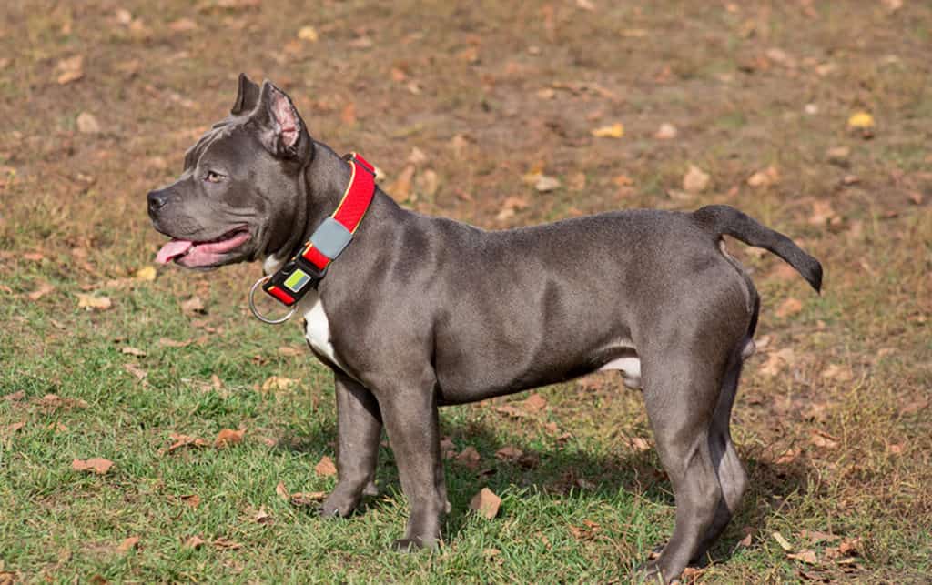 Why Do Some American Bullies Have Short Tails?