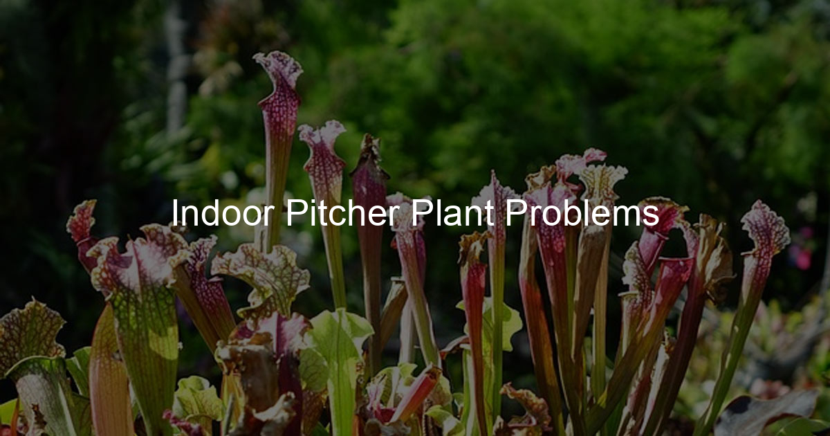Indoor Pitcher Plant Problems Pitcher Crown