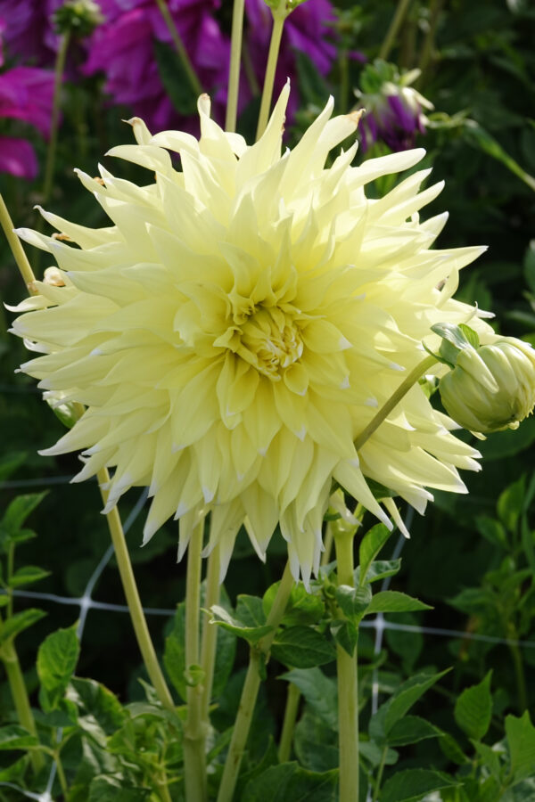 Dahlia ’Grand Prix’ Pitefint