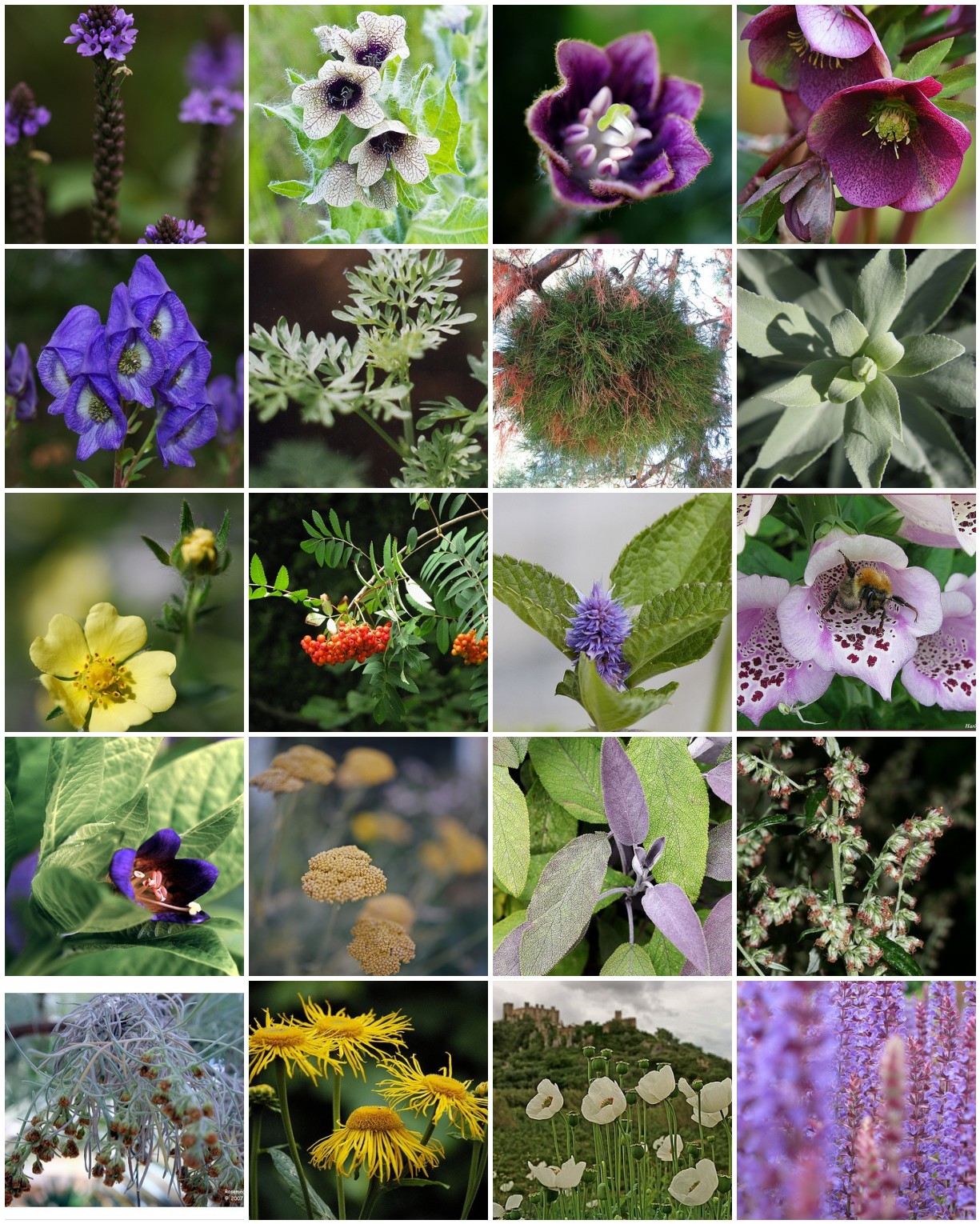 Witch's Gardens PITH + VIGOR
