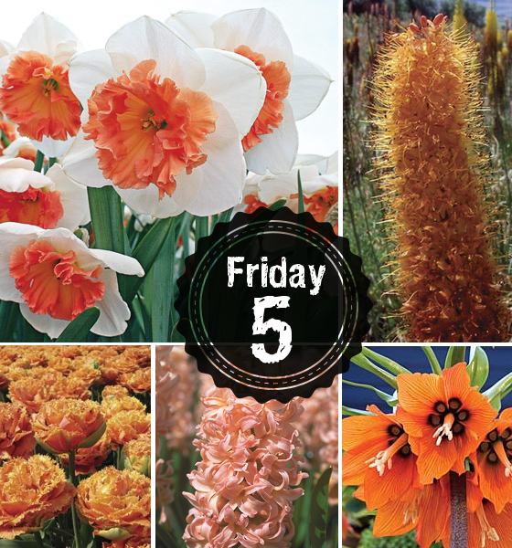 5 Pretty Orange Spring Bulbs PITH + VIGOR by Rochelle Greayer